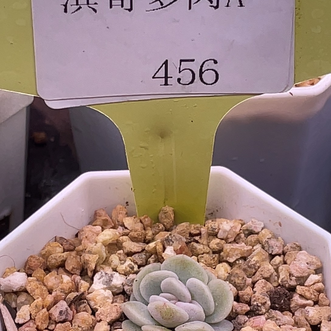 滨哥多肉A456冰玉缀化开播福利
