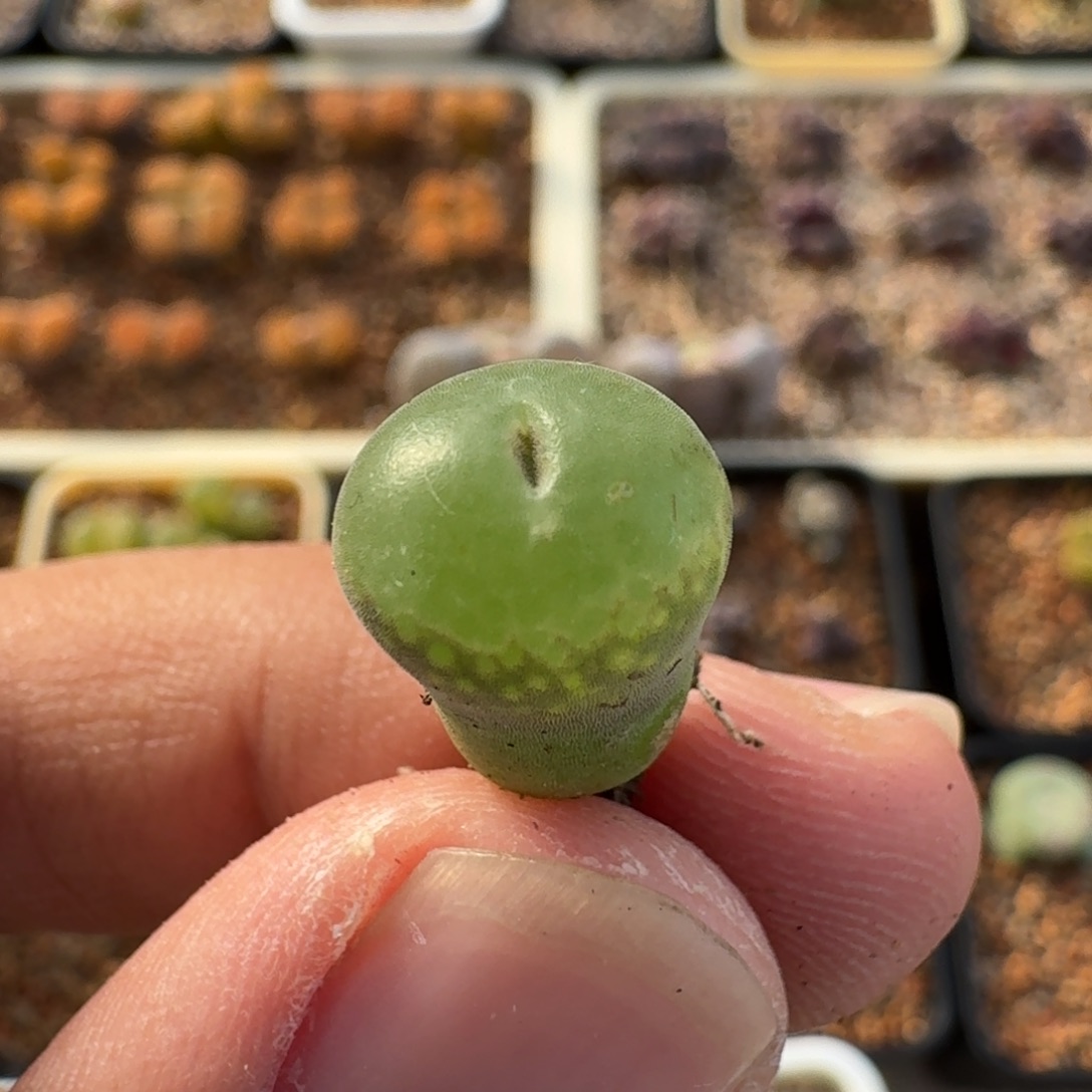 小***丶云缦精品番杏8.15