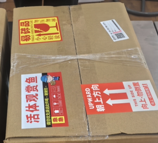 七彩神仙鱼鱼苗尺寸补差价