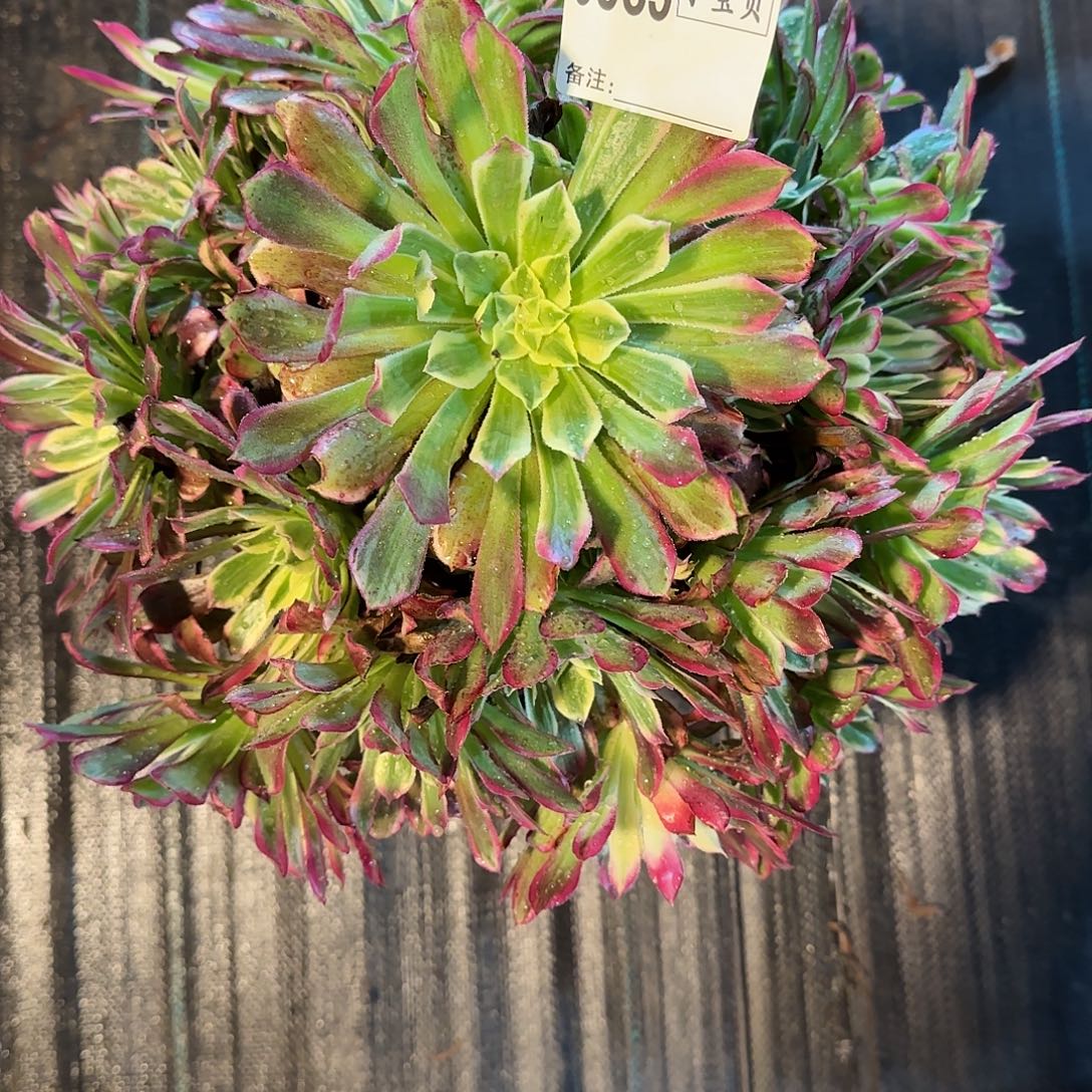 黄***金0985多肉天和多肉多肉