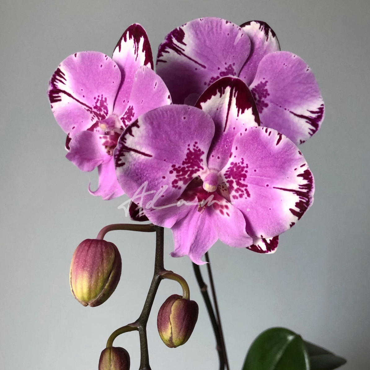 植得【3.5寸米奇乐多】蝴蝶兰双花箭带花带花苞