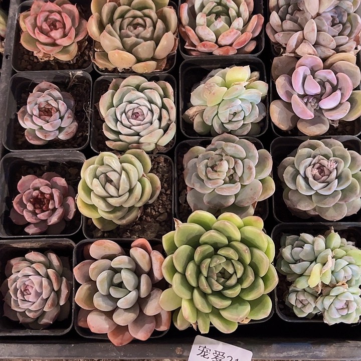 直播福利一物一拍216