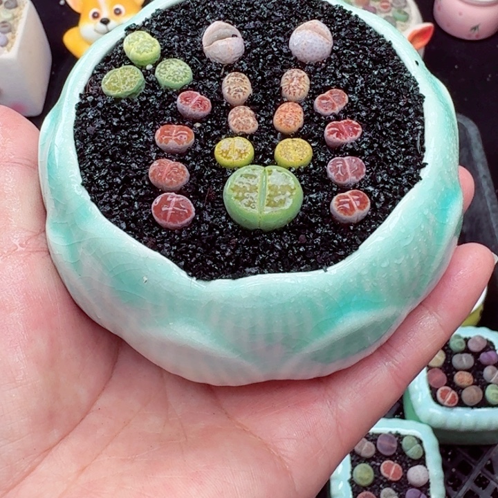 512零下地区记得拍保温箱