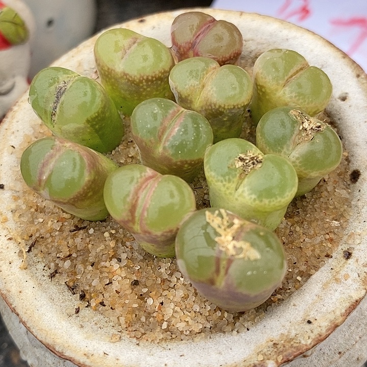 1622粉红女郎风铃一颗