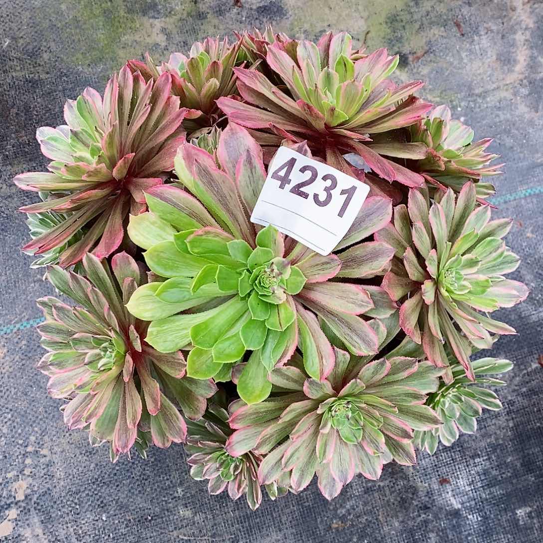 红陶4231粉黛多肉