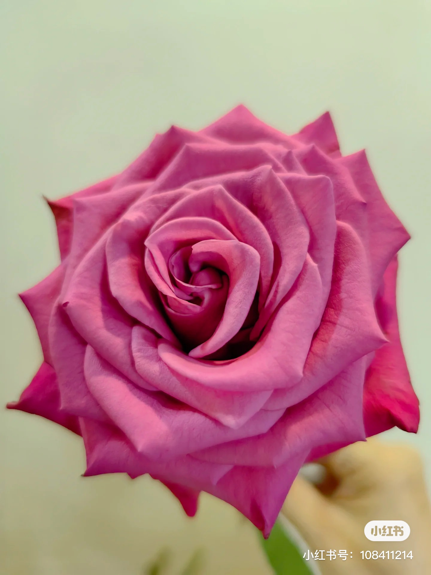 【玫瑰】酷蓝 任三单顺丰空运包邮鲜切花10支装%20不售后花店家居