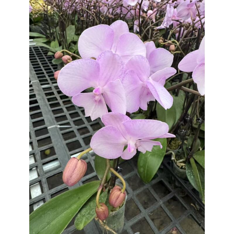 蝴蝶兰【神仙姐姐】昆明直发