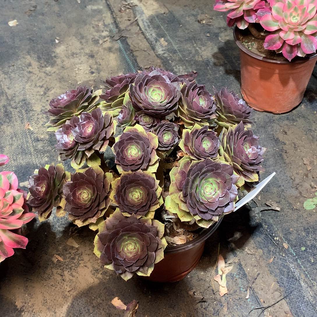 97多肉000000000000000000000