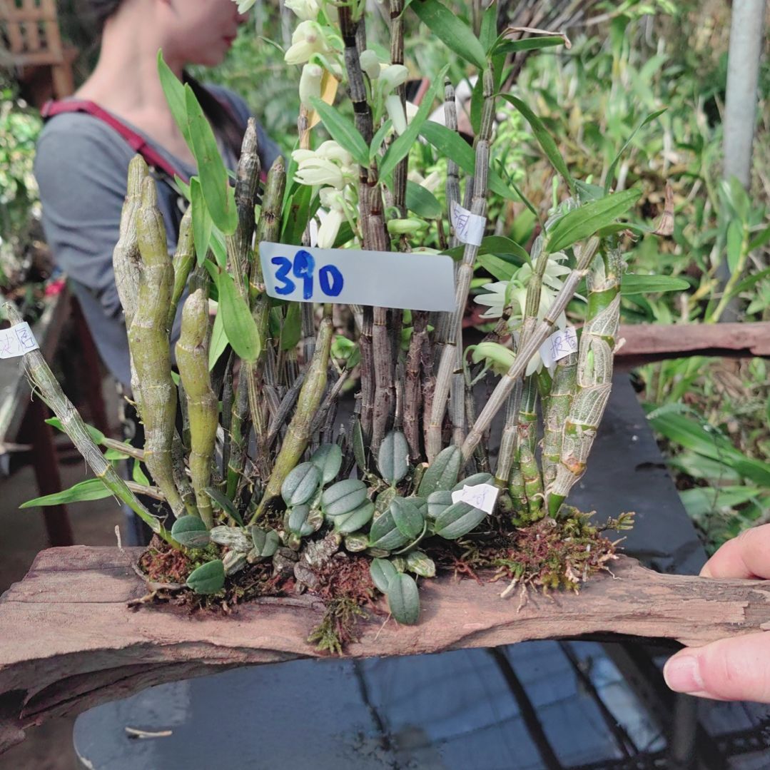 390铜皮玫瑰报春尖刀唇小龟背花卉植物微景观