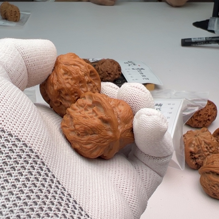 文玩核桃把件麒麟子217