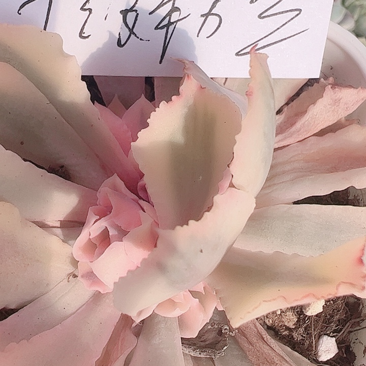 凯**西十级粉丝多肉植物