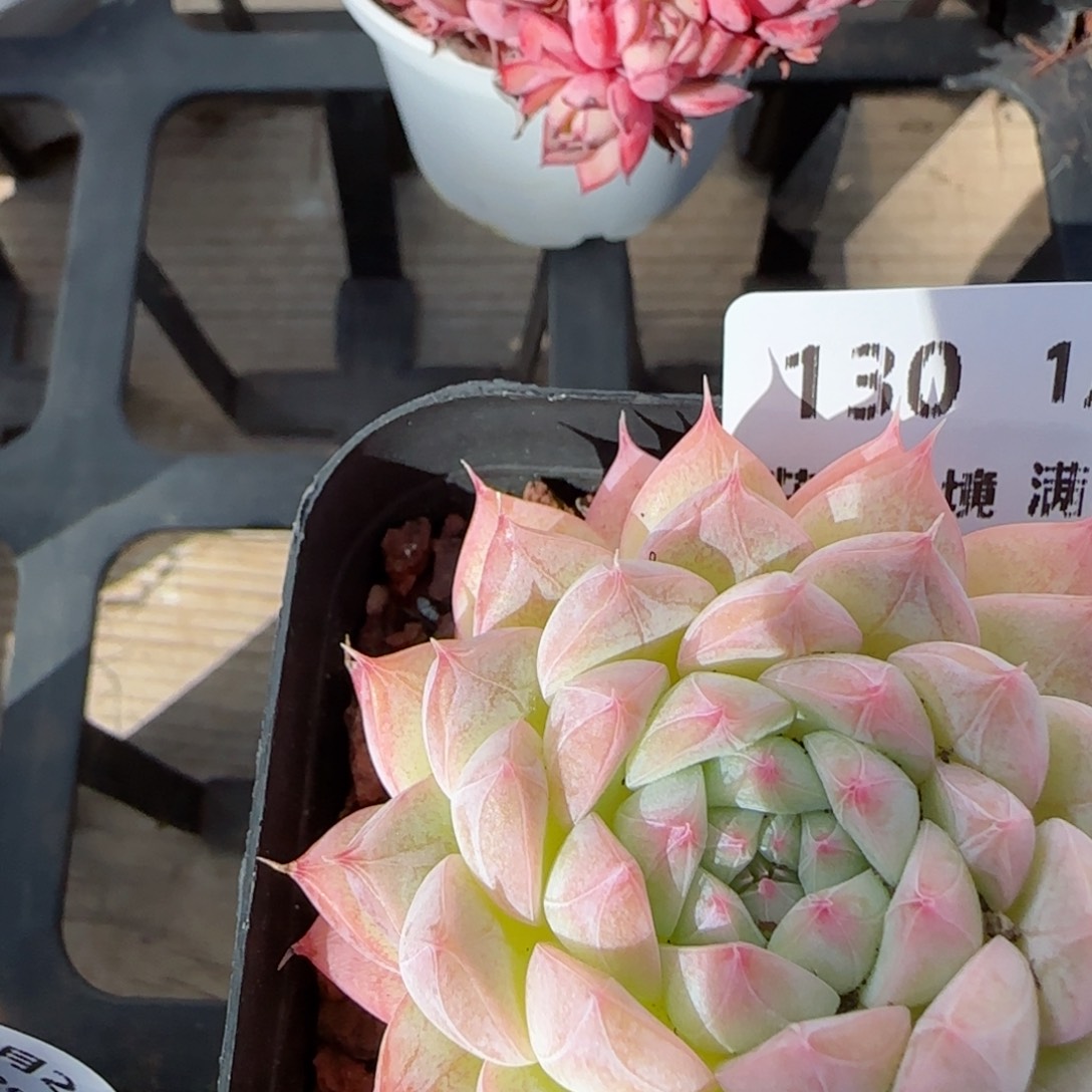 花语逸镜0125-130