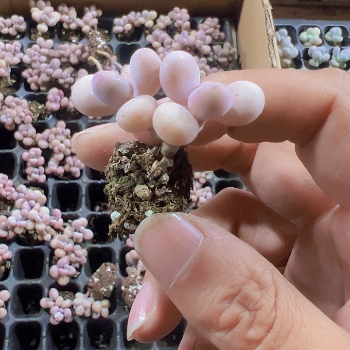 桃蛋精品多肉植物