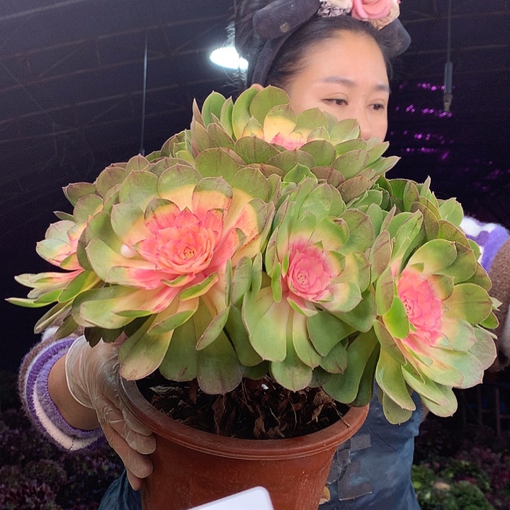 柒柒精品多肉脱土发货不包断侧枝S910