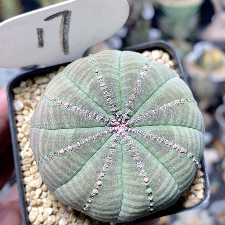 17号实生欧系布纹球5.8cm