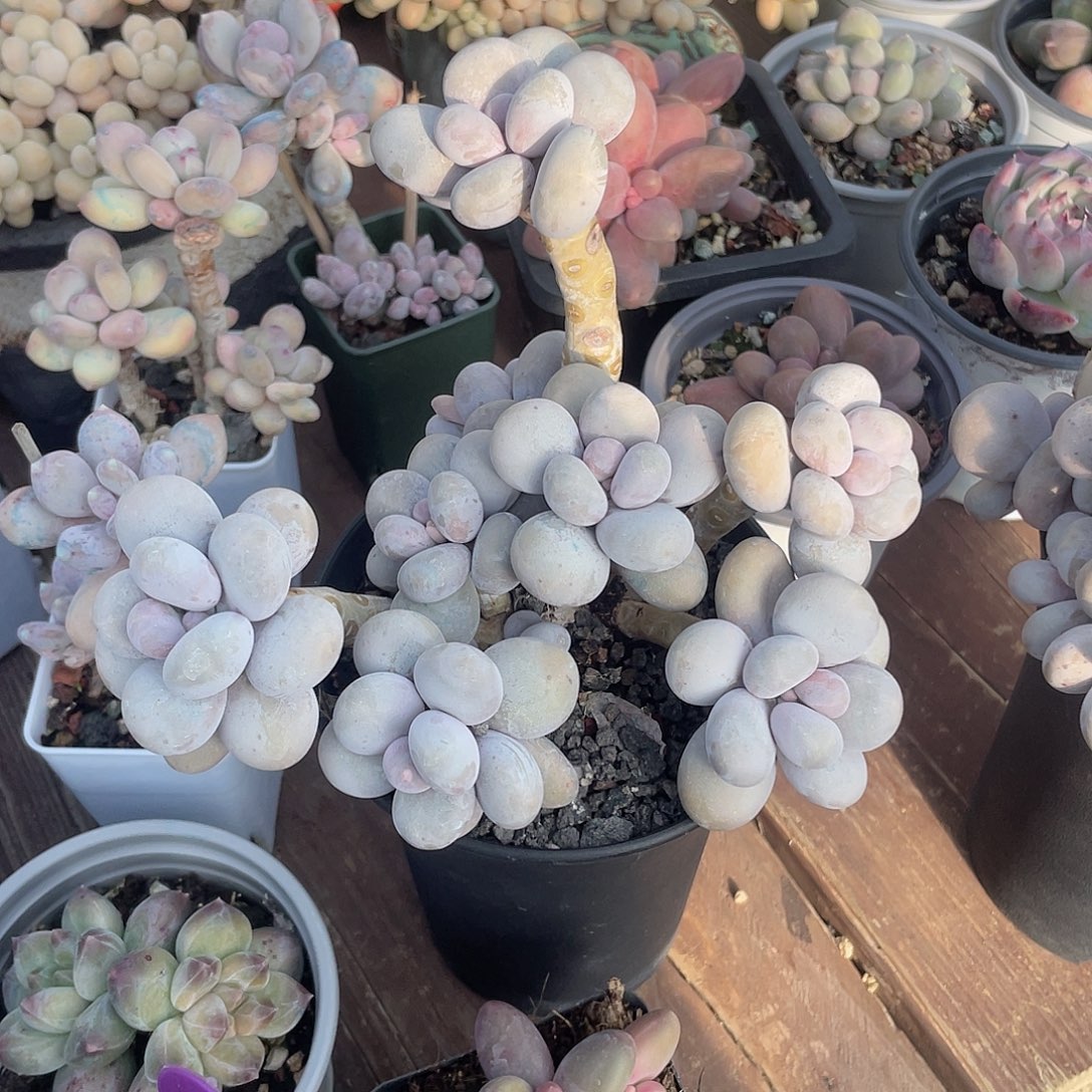 脱土发货 烟美人 10口盆