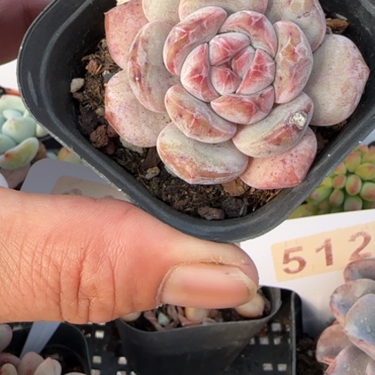 754红石一物一拍多肉