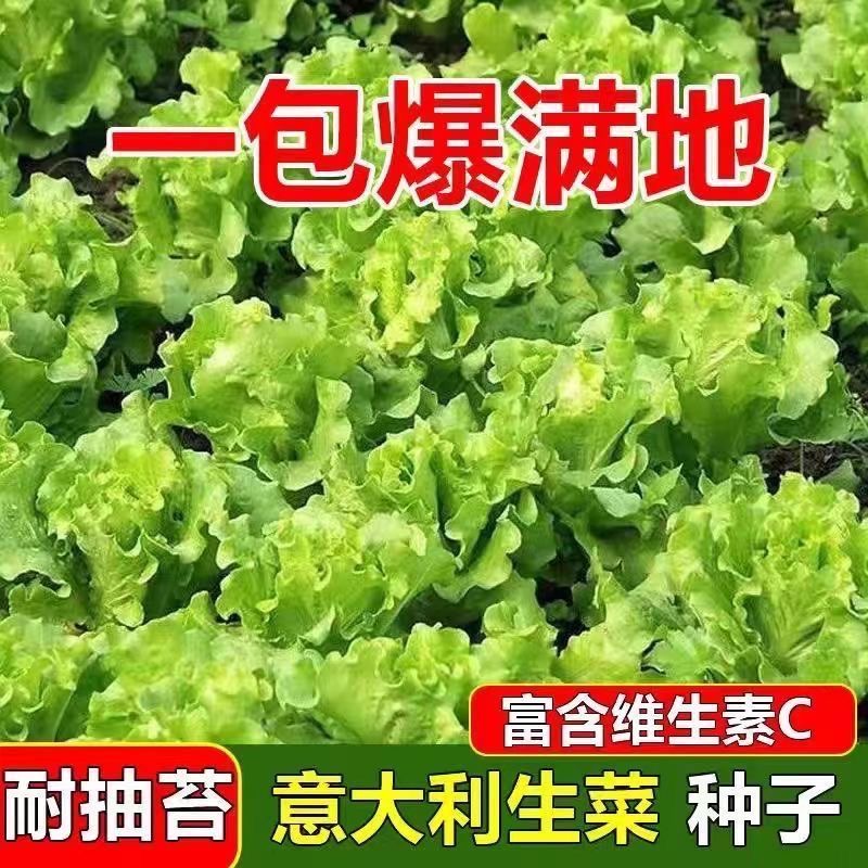 意大利生菜种子耐抽苔种籽阳台专用四季播蔬菜可生吃有机生菜种籽