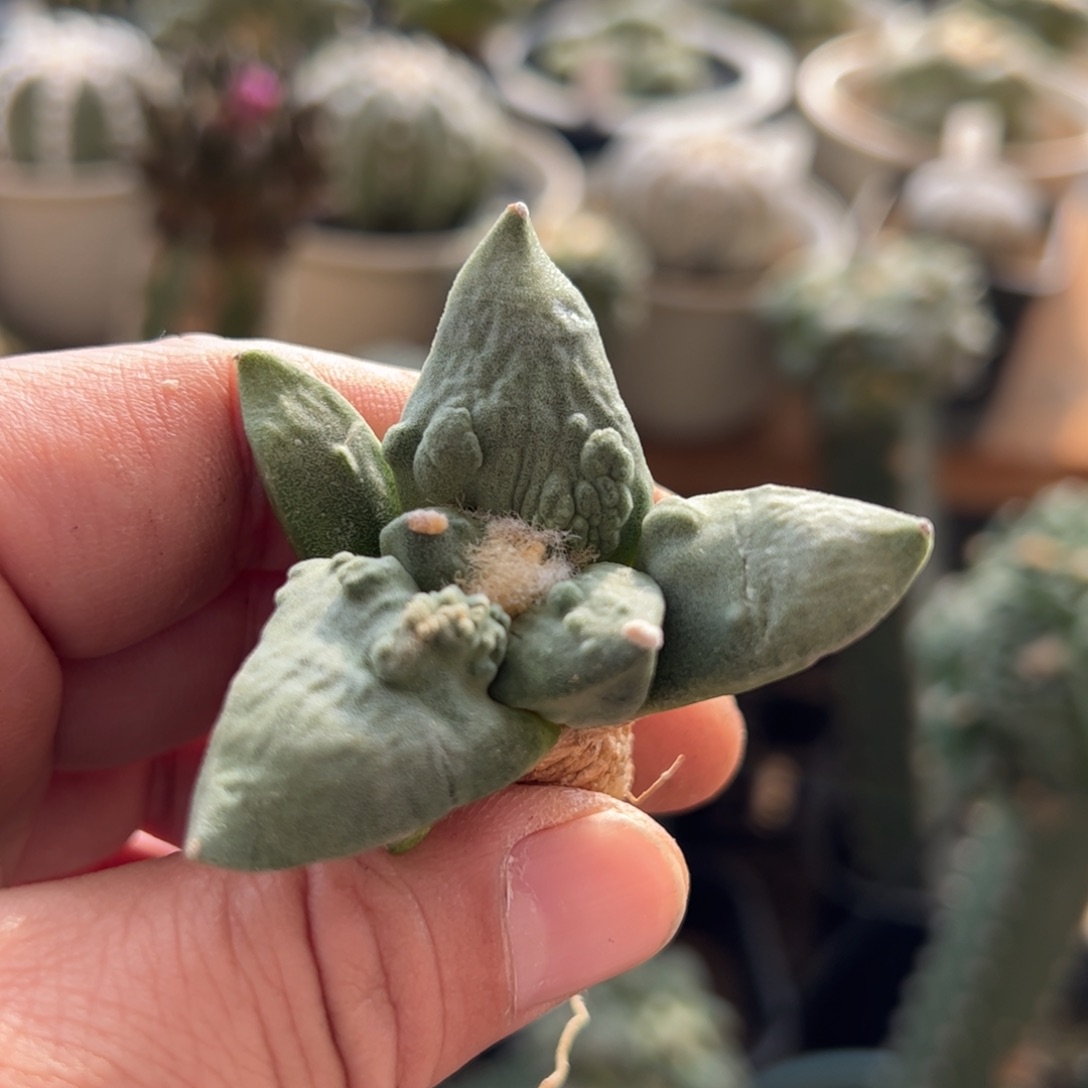 无花朵234实生怒涛5.5cmm