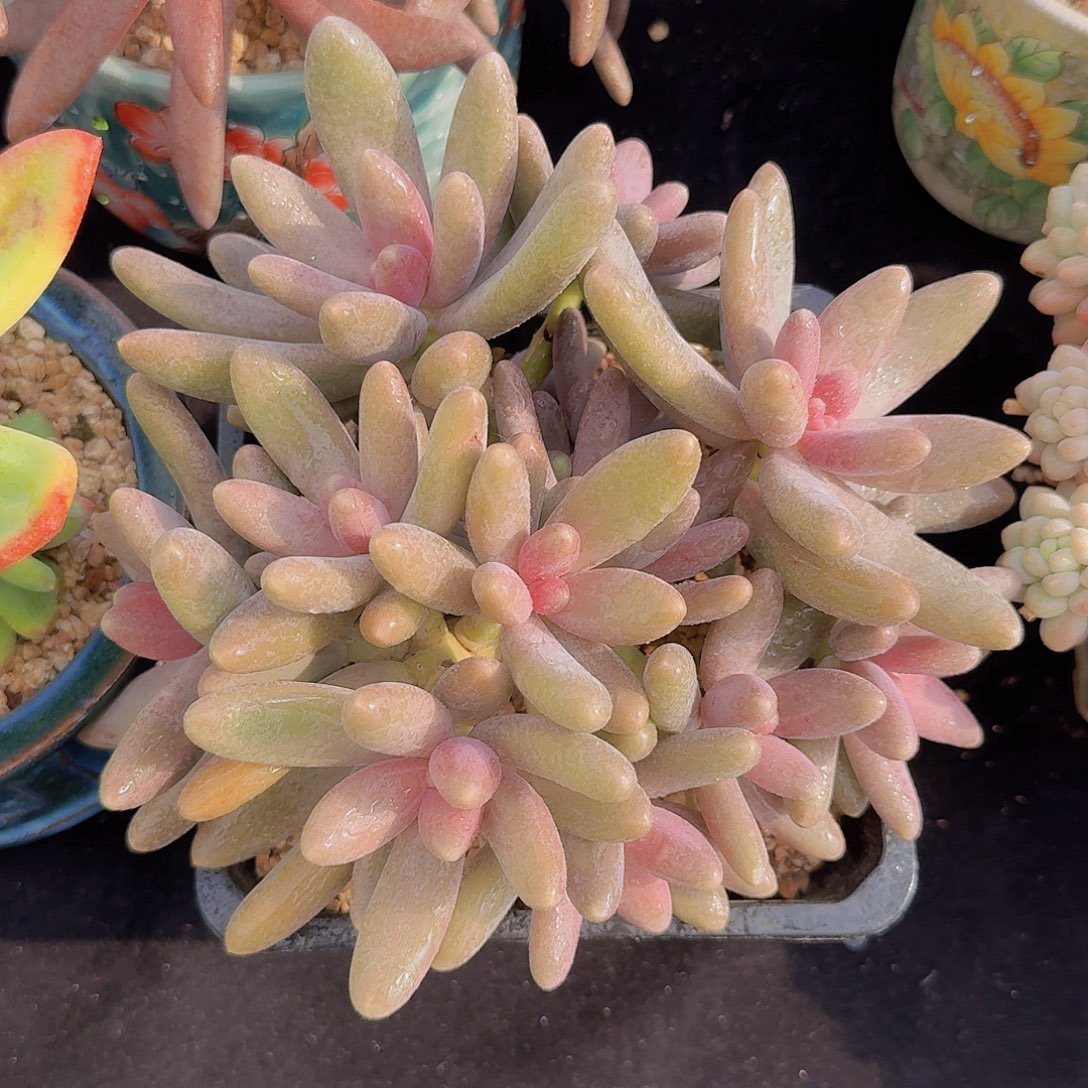 糖果美人多肉一物一拍