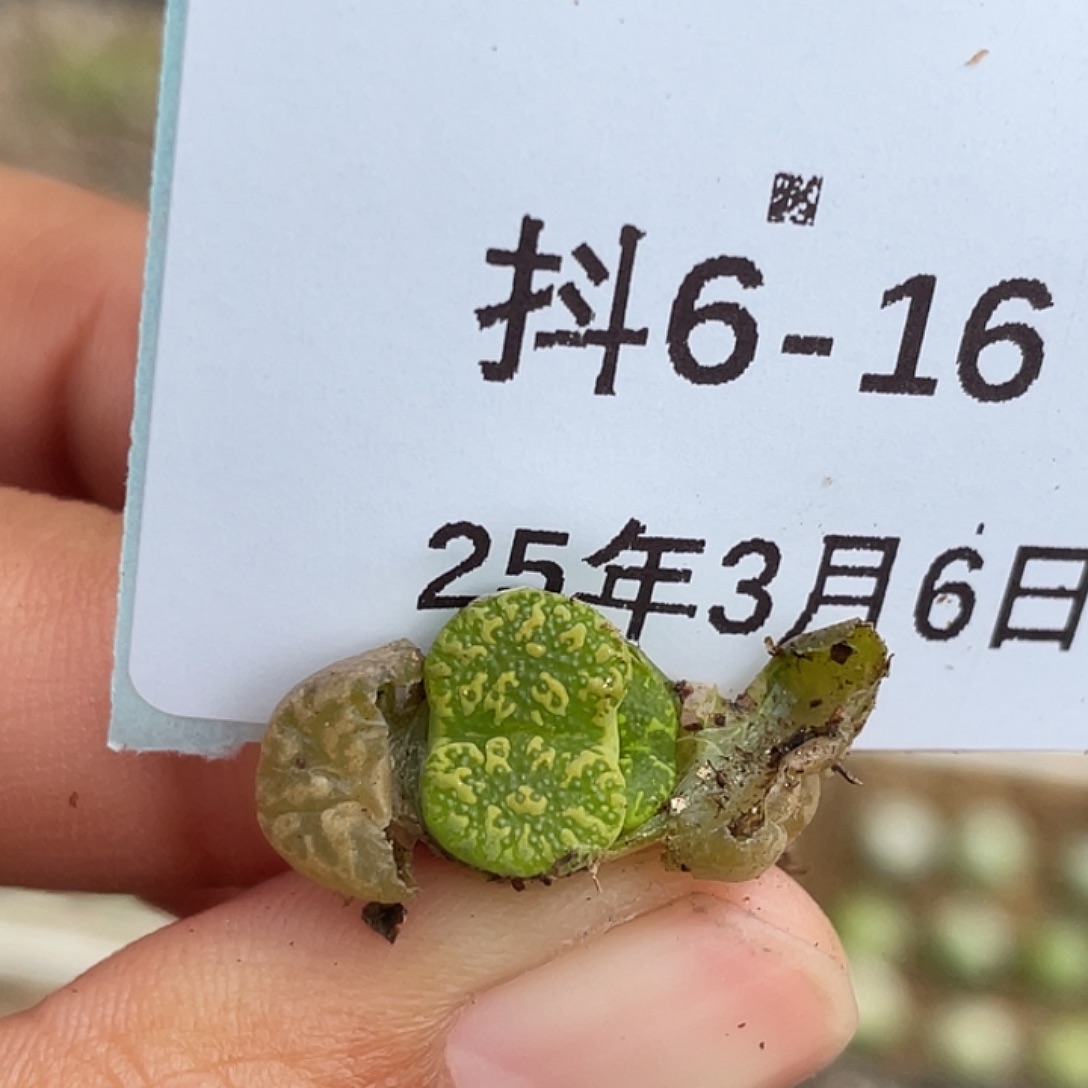 6-16泡泡勋章多肉植物