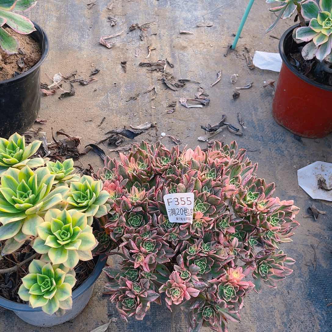 355组合多肉法师