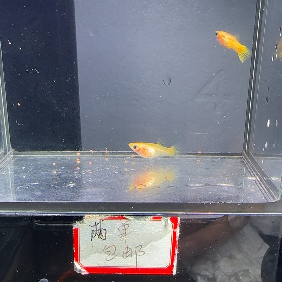 孔雀鱼黄金玻璃猫一对