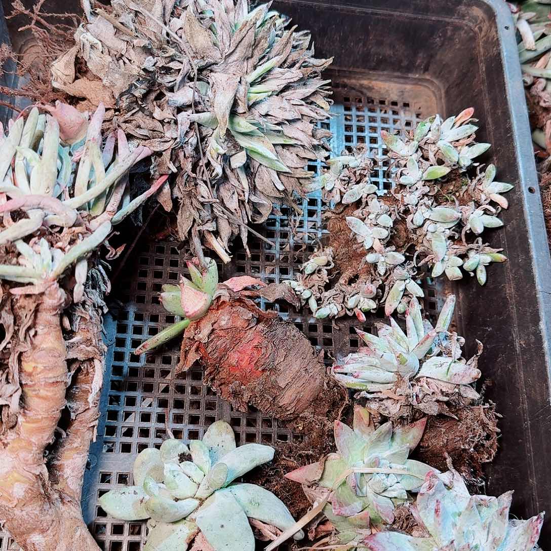 9144瑕疵框拍不售后