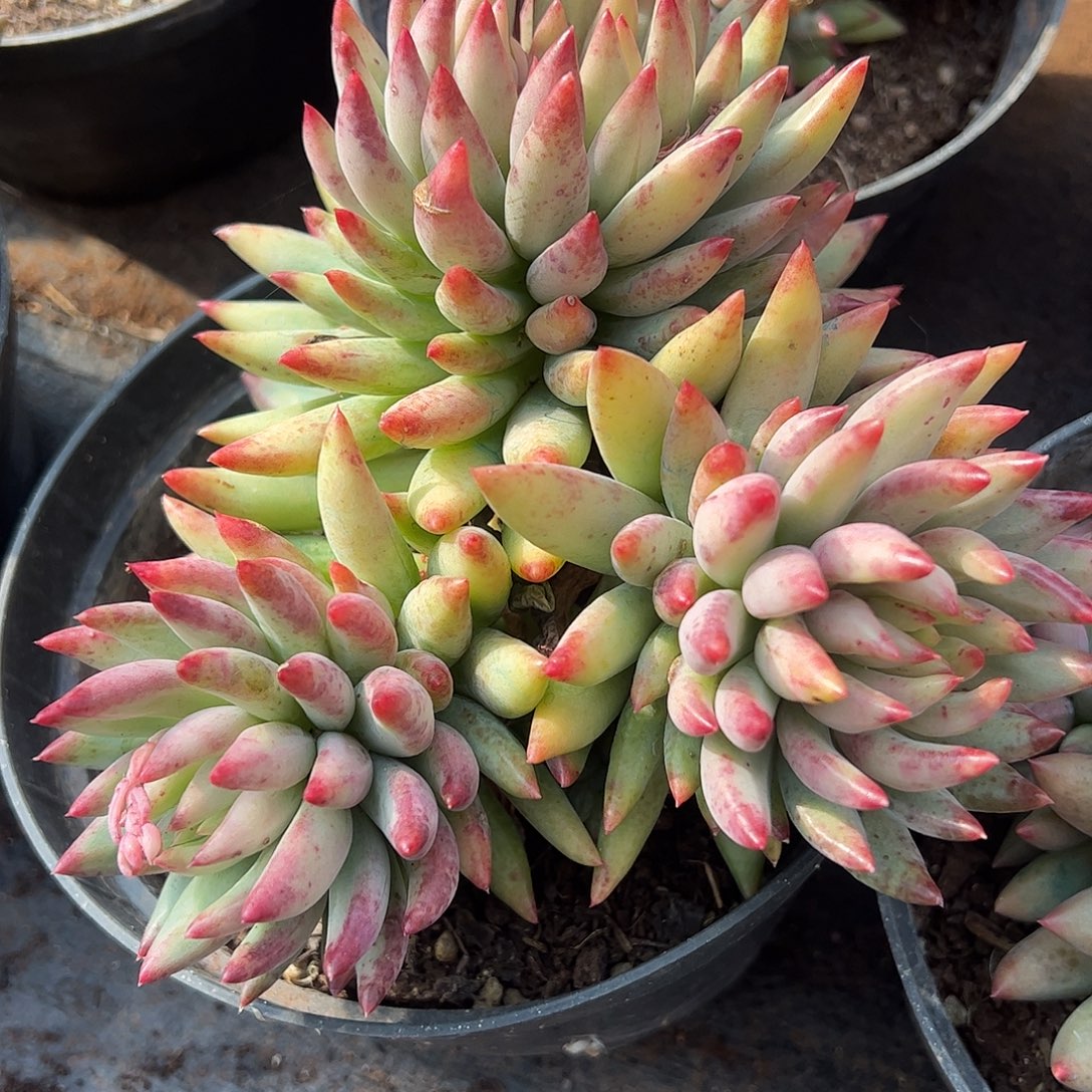 282虞美人群生大三头