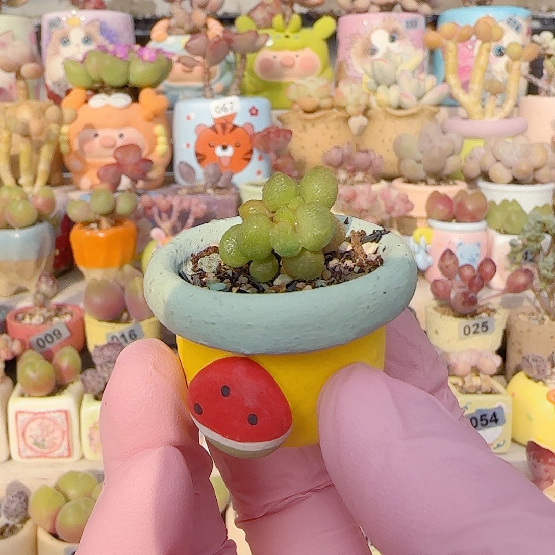 可爱银之卵 盆口2cm