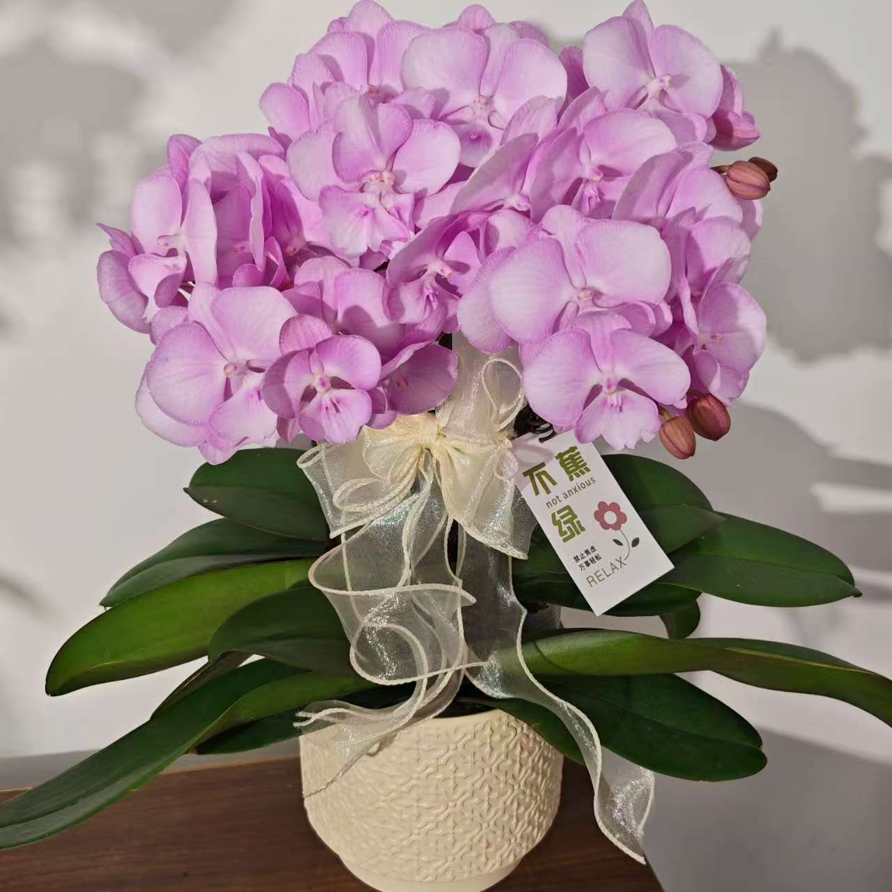 【神仙姐姐】蝴蝶兰稀有浅紫色系高端室内花卉 