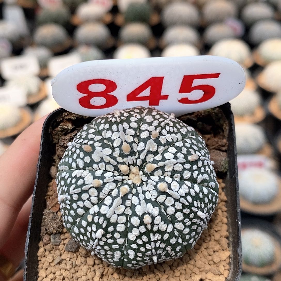 845奇迹兜系列产品