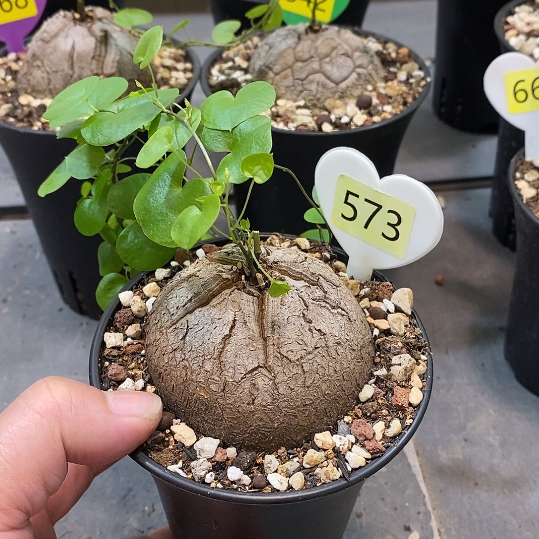 南非龟甲龙龟甲龙