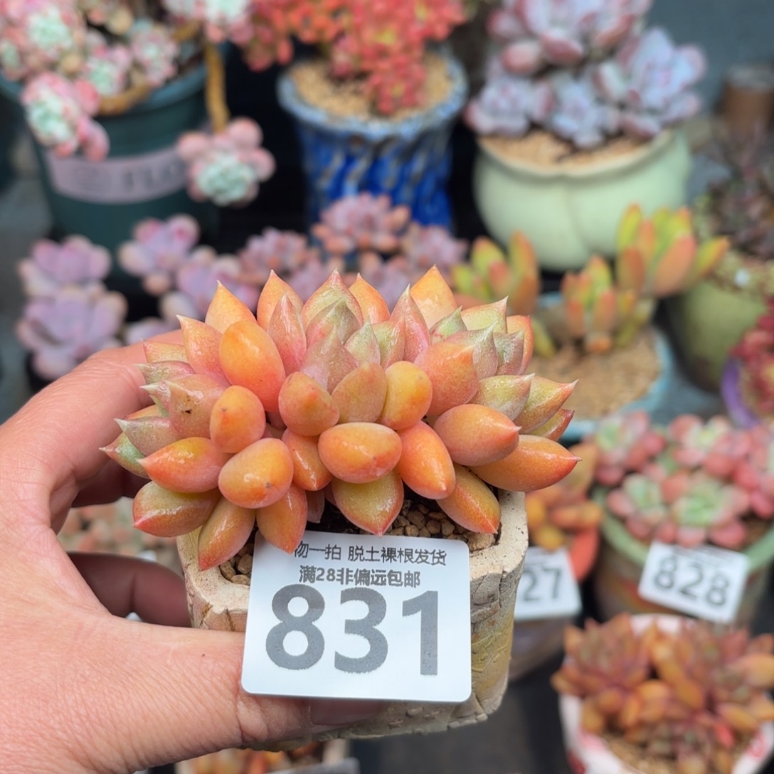 红象牙无盆土发货
