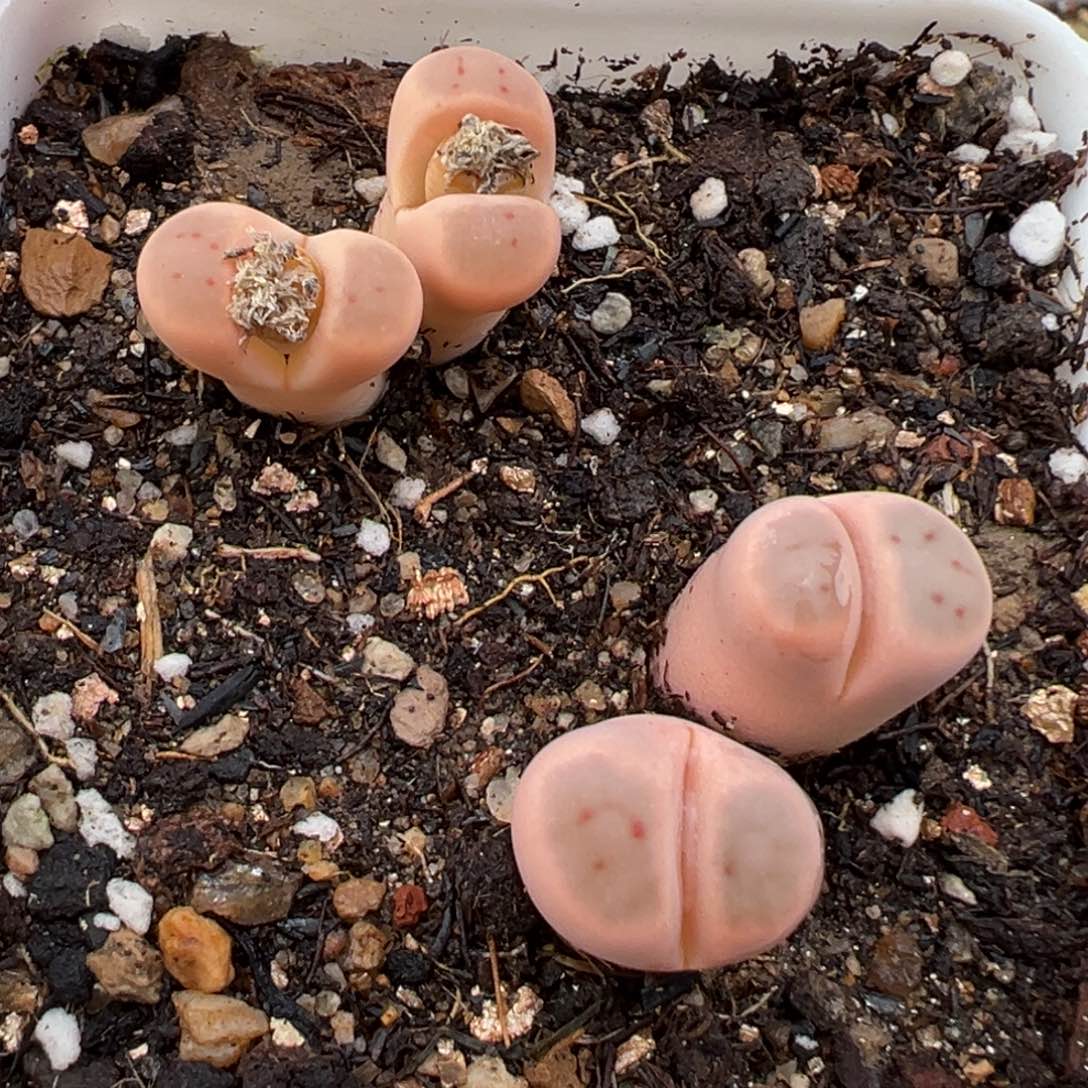 2.22好看的多肉219