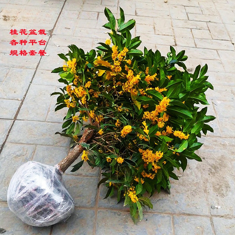桂花树苗盆栽金桂浓香型花卉室内外庭院阳台地栽月月开好养绿植物