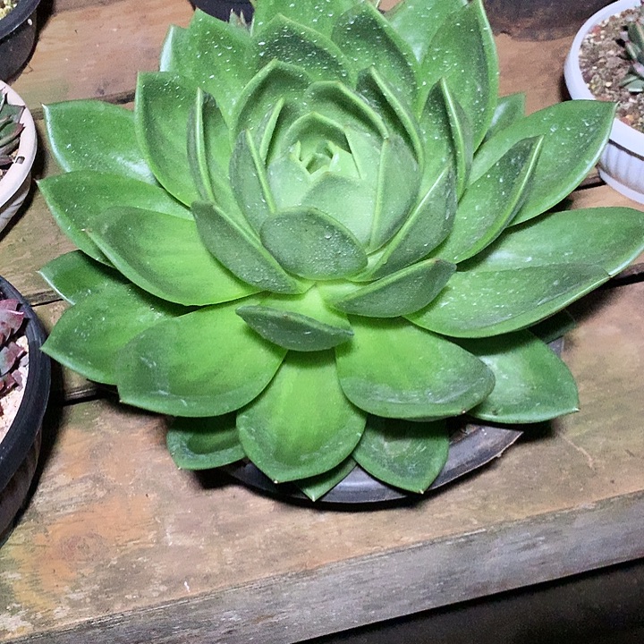 花***吧每周特价活动开始了