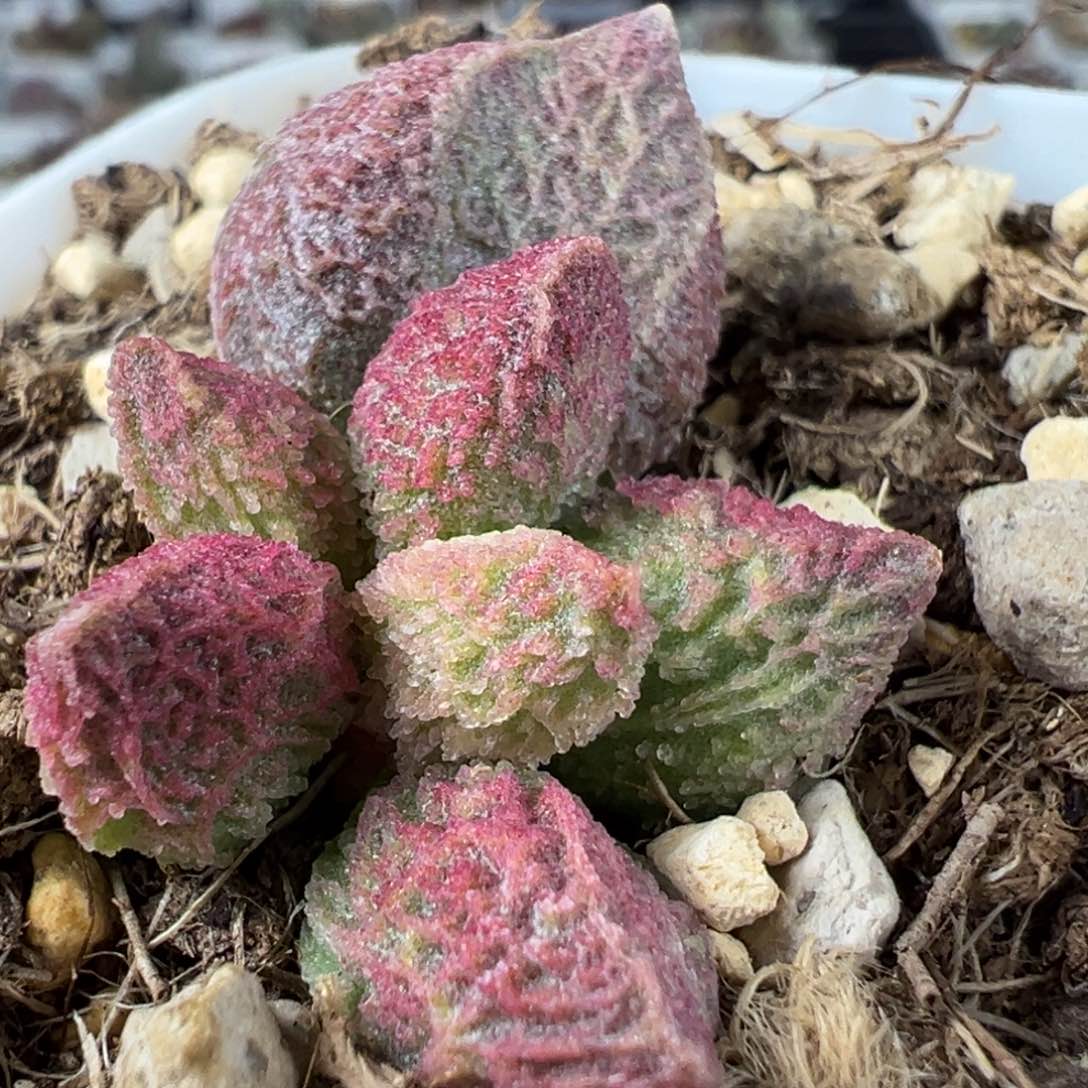 实生底叶苗纹路款多肉植物水泡