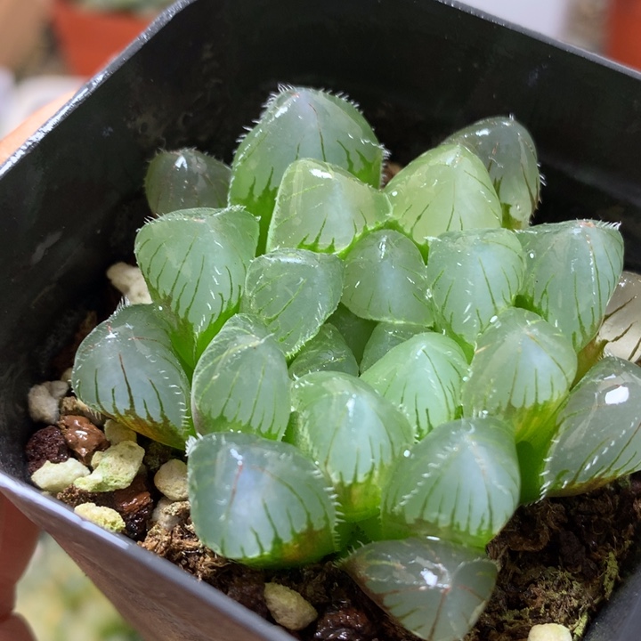 赤线玉露带盆土发货