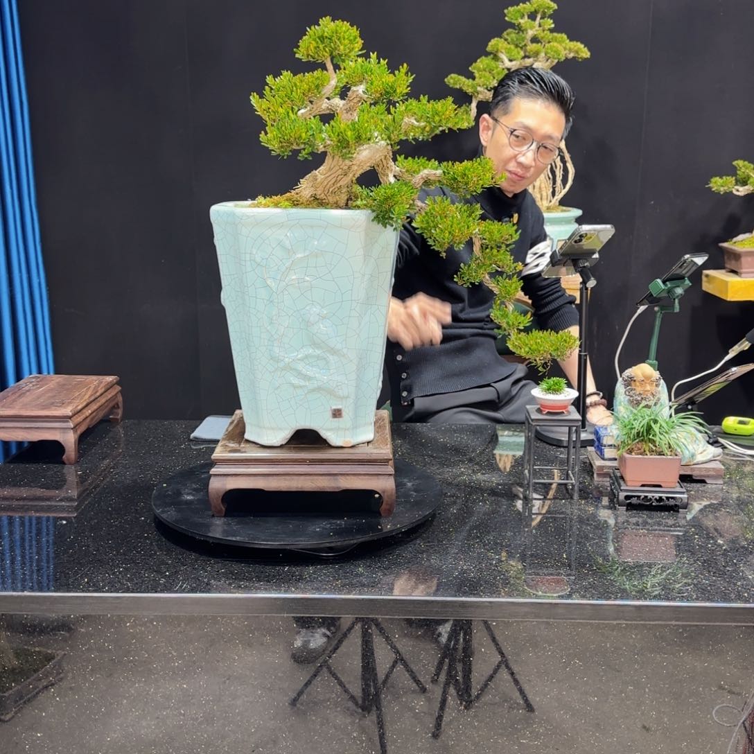 黄杨室内室外盆景艺术