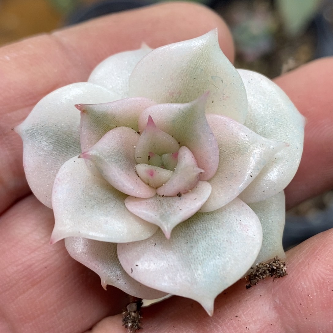 贝加尔湖锦 小方花圃一物一拍