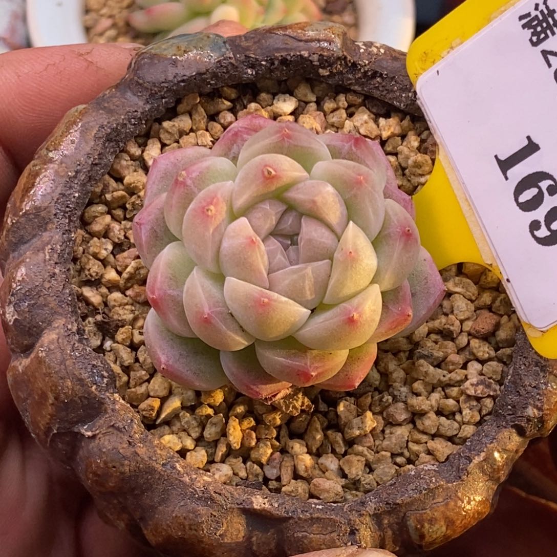 8169蜡像福利多肉