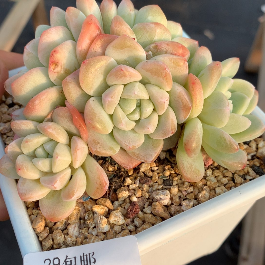 0204-17 老桩冰玉