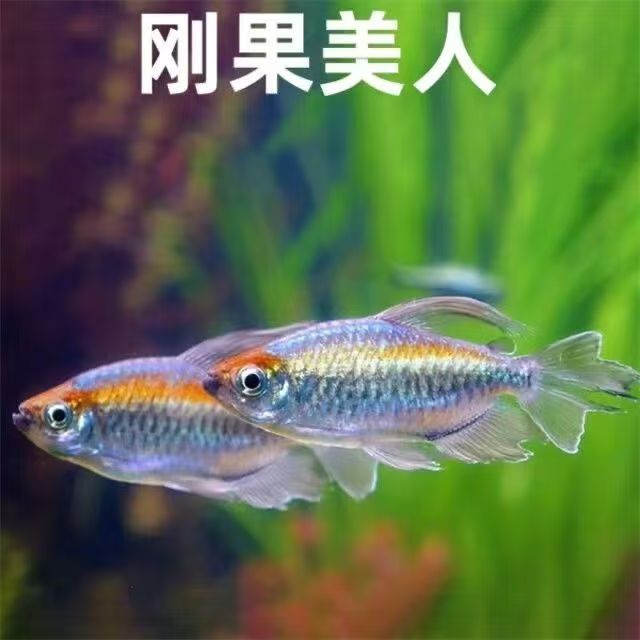 包邮不包损 刚果美人一条