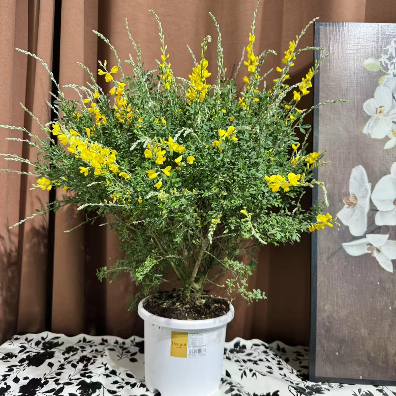 盆栽【金雀花】带香味精品昆明基地直发