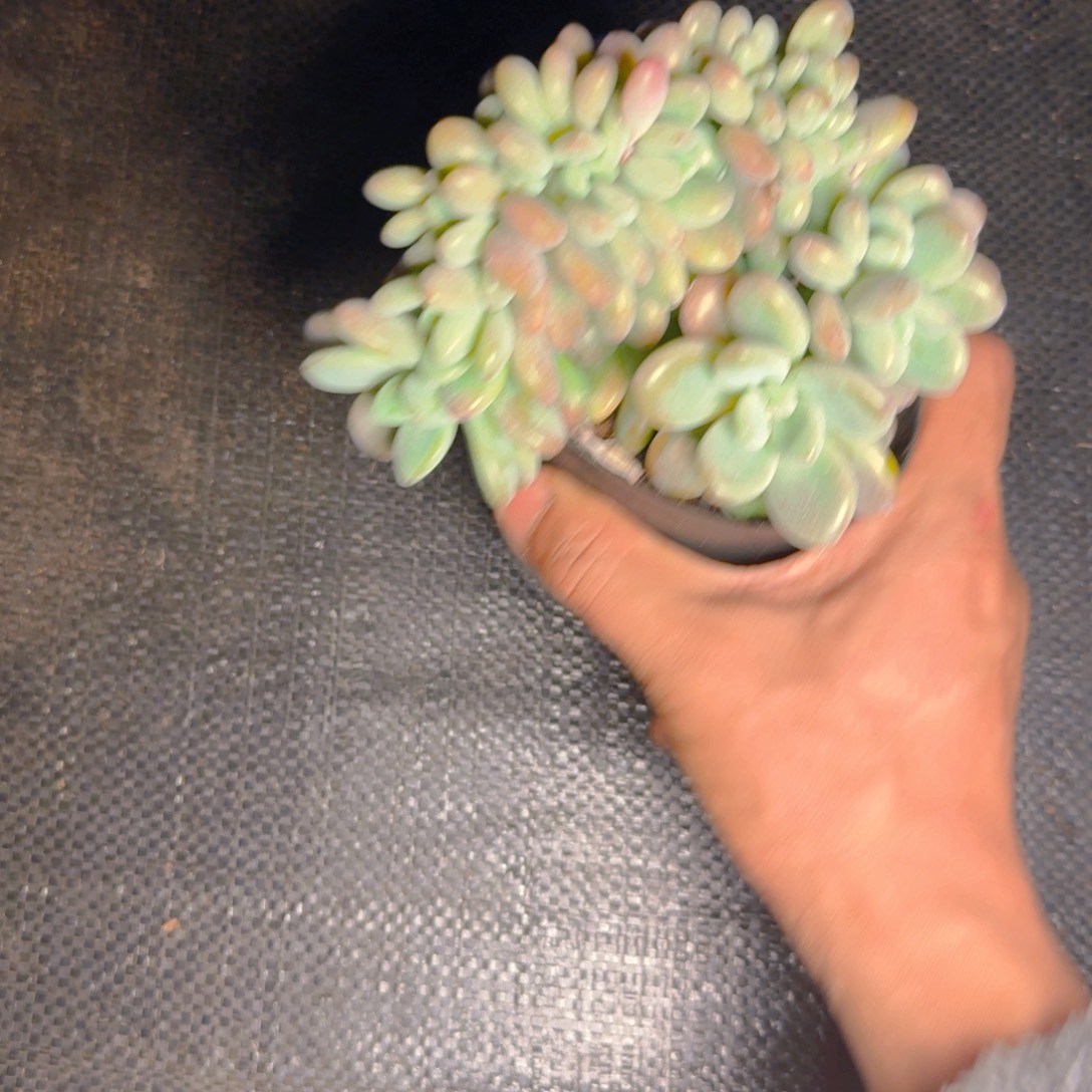 洛神缀福利11111111111