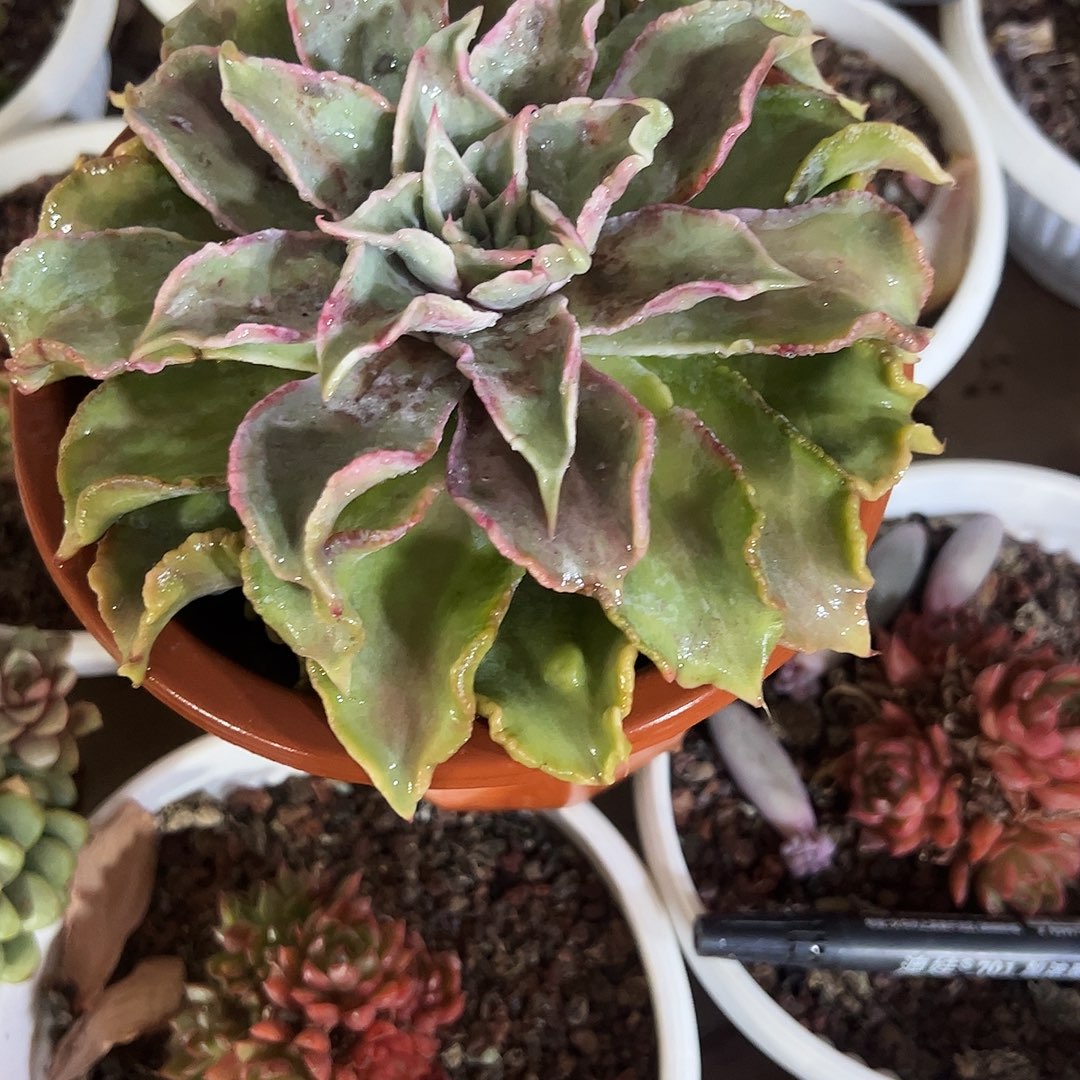 饺子皮单多肉植物