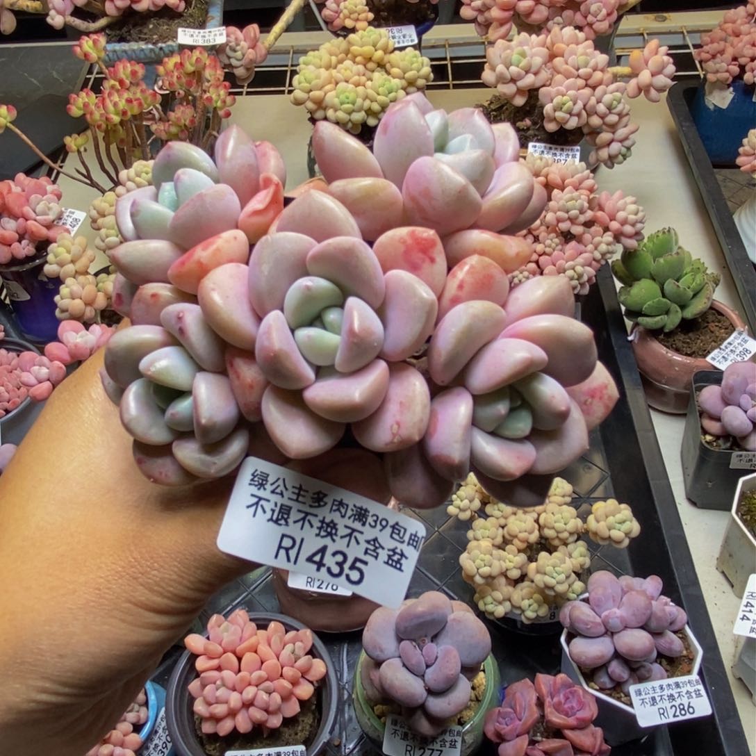 435花斑鹿多肉7cm