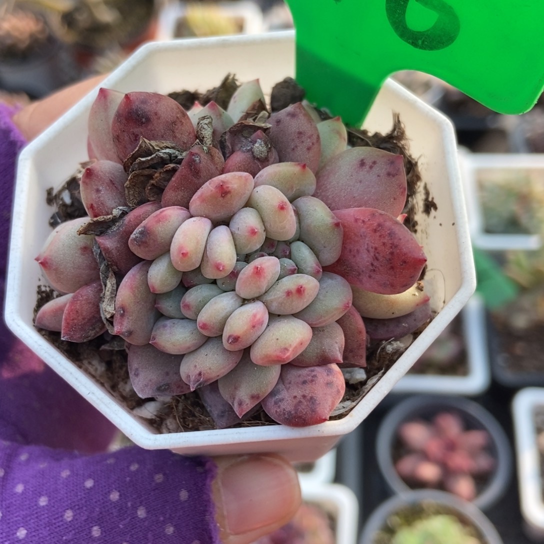 146爱丽儿缀多肉植物