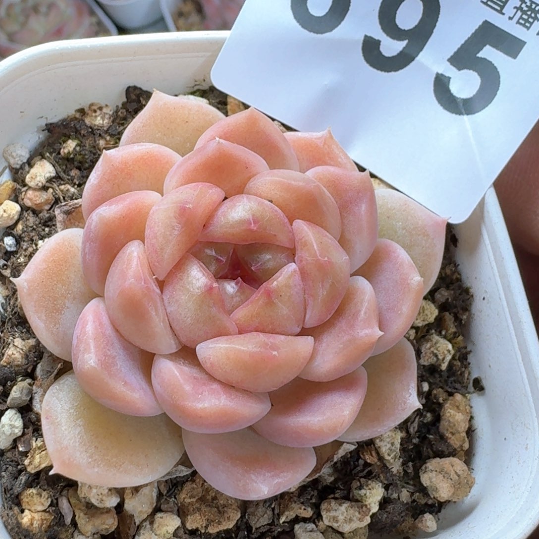 开播福利冰魄         多肉植物